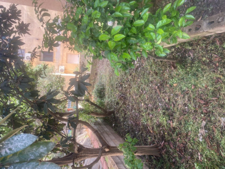 Bicio trilopost (1).JPG